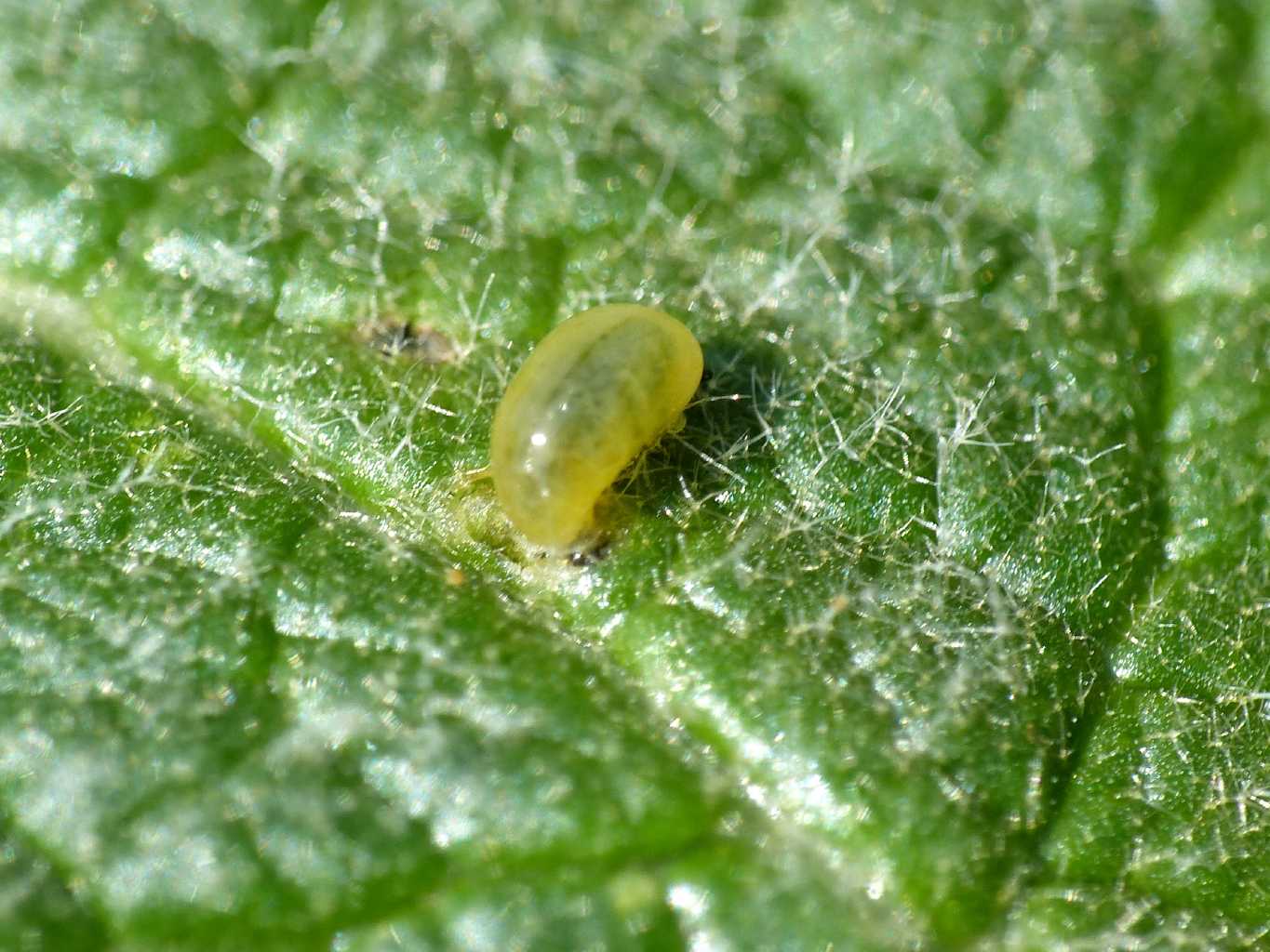Piccoli Curculionidae sul verbasco: Cleopus pulchellus (cf.)